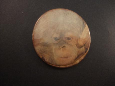 Chimpansee Afrikaanse mensaap zoogdier